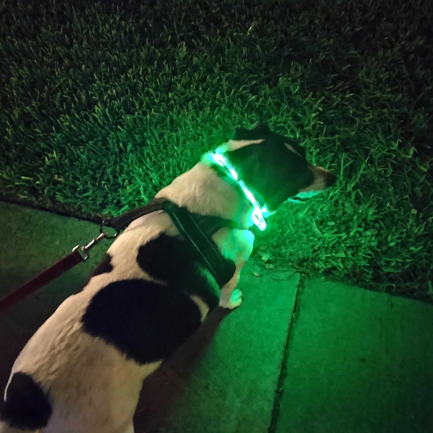 Silicone LED Dog Collar,USB Re - Tech Dog Accessories recensione e prezzo